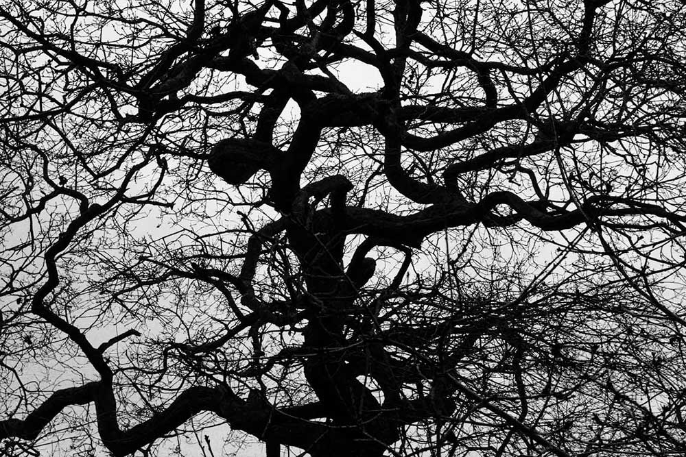 Black and white photo of a tree with many different interwining limbs and branches